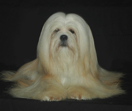 goldk Lhasa photo